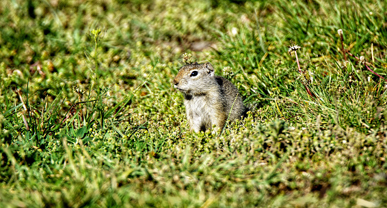 Uinta Ground Squirrel in Yellowstone National Park, Wyoming Montana. Small cute adorable animals. Northwest. Yellowstone is a summer wonderland, to watch the wildlife and natural landscape.