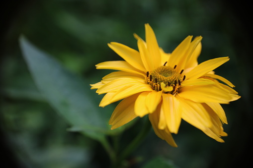 Close up of  a single Heliopsis flower.