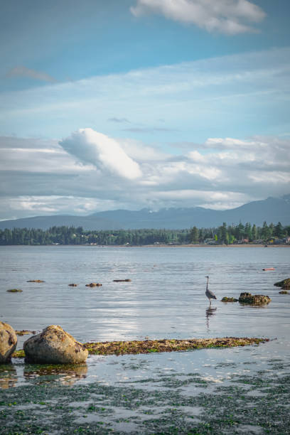 rock on the beach à campbell river, île de vancouver, colombie-britannique, canada - frozen cold lake reed photos et images de collection