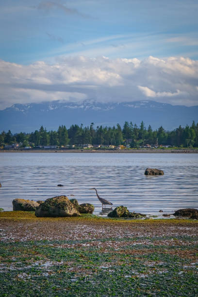 istock Rock on the Beach in Campbell River, Vancouver Island, BC, Canada 1886134568