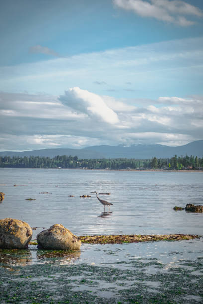 istock Rock on the Beach in Campbell River, Vancouver Island, BC, Canada 1886134575