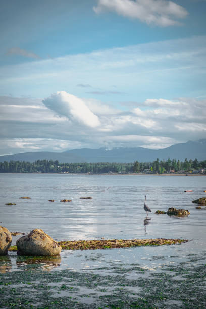 istock Rock on the Beach in Campbell River, Vancouver Island, BC, Canada 1886134586