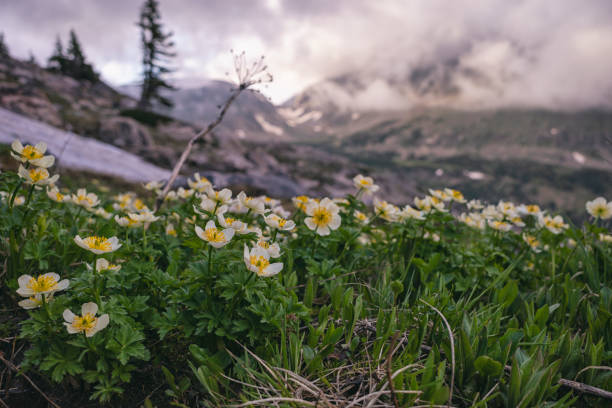 istock Mountain marsh marigold wildflowers in the Indian Peaks Wilderness 1886162511