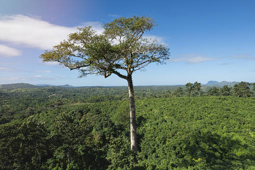 Big tall tropical tree aerial drone view on mountain landscape