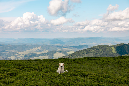 White big dog on the background of mountains and sky in Volovets', Zakarpattia Oblast, Ukraine