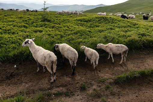 A flock of sheep on the background of mountains and sky in Volovets', Zakarpattia Oblast, Ukraine