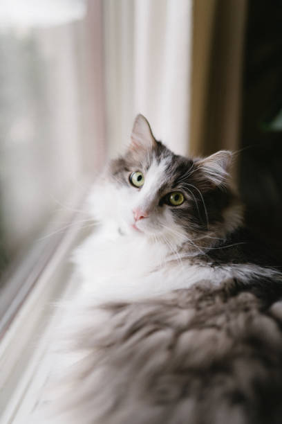 istock Pet cat sitting by window in the house 1886180570