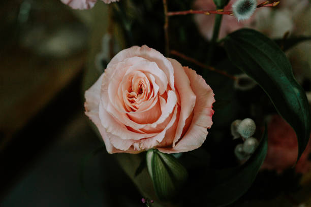 istock Light Pink Rose in full bloom with dark green foliage 1886182637