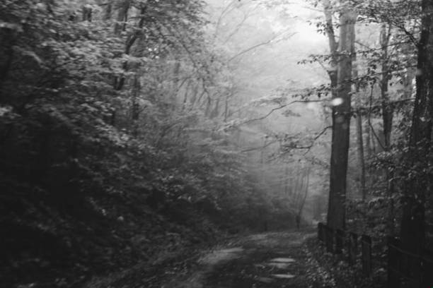 Descending Into a Rainy Forest on and Autumn Afternoon in Pittsfield, Massachusetts, United States