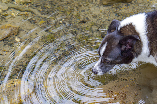 top view of a border collie dog drinking water in a river in Ronda, Andalusia, Spain