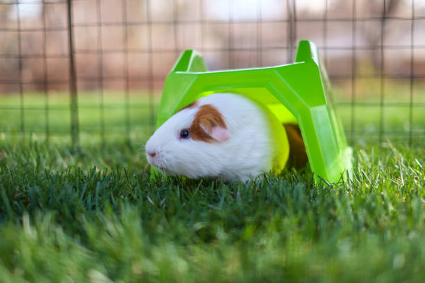 Adorable furry guinea pig in the backyard in Denver, Colorado, United States