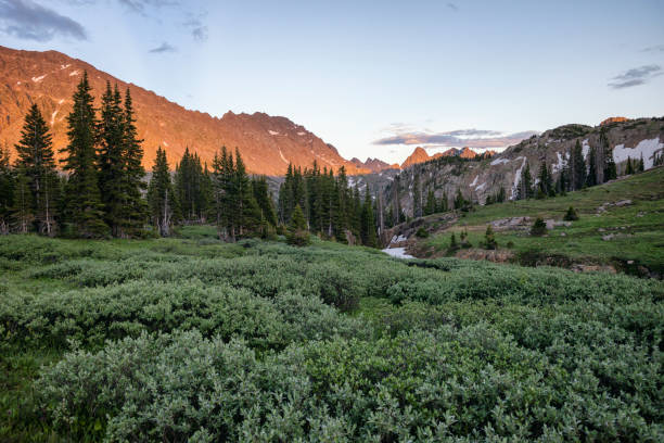 istock Willows and mountains in Colorado 1886194482