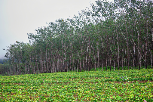 Rubber tree growing on field in Phiman, Satun, Thailand