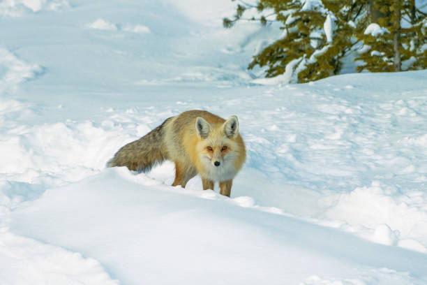 istock A fox in the snowy wilderness during winter, Colorado 1886201538