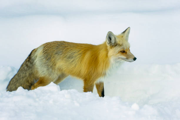 istock A fox in the snowy wilderness during winter, Colorado 1886201540