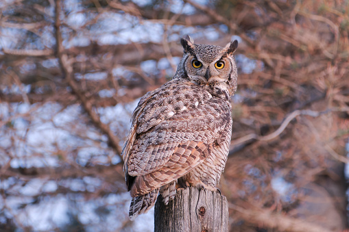 Great horned owl perched on a pole, hunting for prey in Walden, Colorado, United States