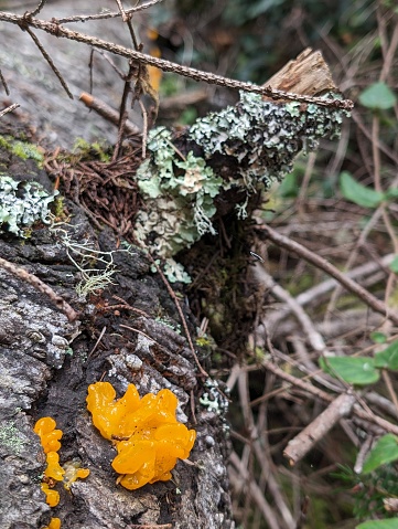 Close up of bright orange Witch's butter fungi growing on a decaying tree stump surrounded by Lichen and Moss.