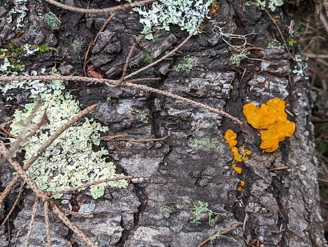 Close up of bright orange Witch's butter fungi growing on a decaying tree stump surrounded by Lichen and Moss.