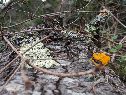 Close up of bright orange Witch's butter fungi growing on a decaying tree stump surrounded by Lichen and Moss.