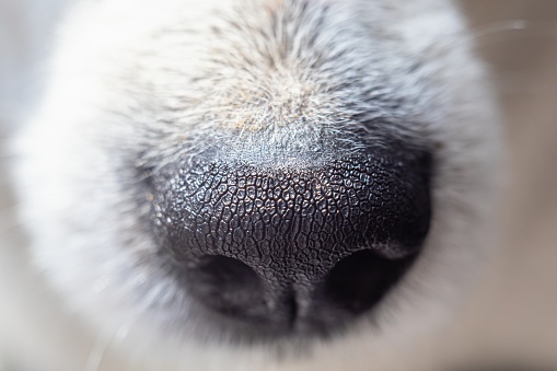 Dog pet friend nose close up.