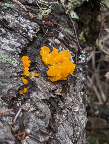 Close up of bright orange Witch's butter fungi growing on a decaying tree stump