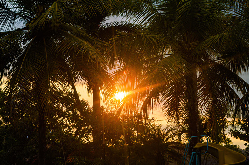 twilight atmosphere where the evening sun shines through the gaps of the coconut trees and palm trees