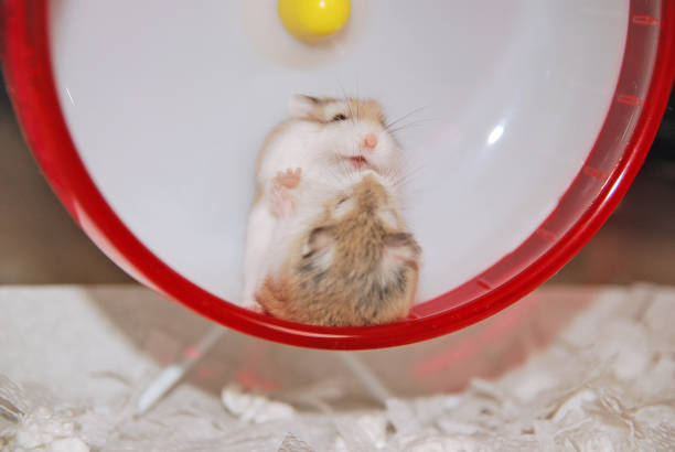Boo! Roborovski hamster sisters play with each other on a wheel roborovski hamster stock pictures, royalty-free photos & images