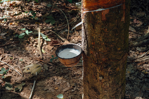 natural rubber