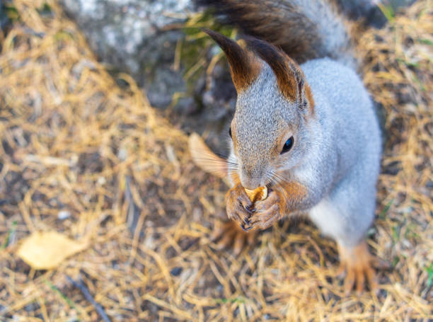 istock Autumn squirrel with nut sits on green grass with fallen yellow leaves 1886292963