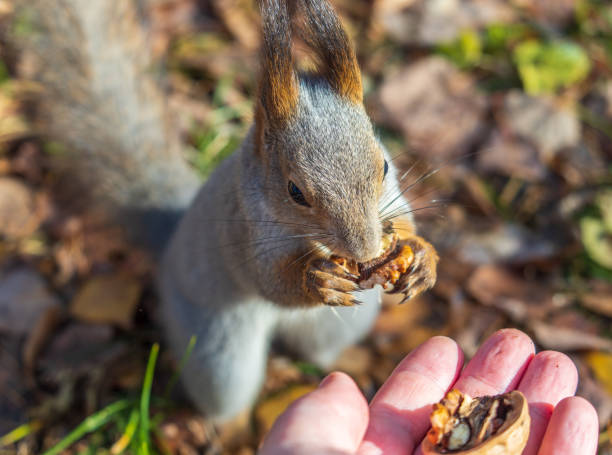istock A squirrel in the autumn eats nuts from a human hand. Eurasian red squirrel, Sciurus vulgaris 1886293466
