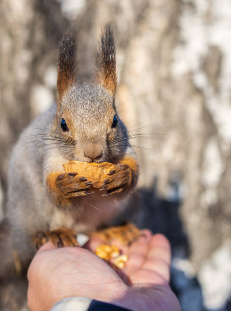 istock A squirrel in the autumn eats nuts from a human hand. Eurasian red squirrel, Sciurus vulgaris 1886293479