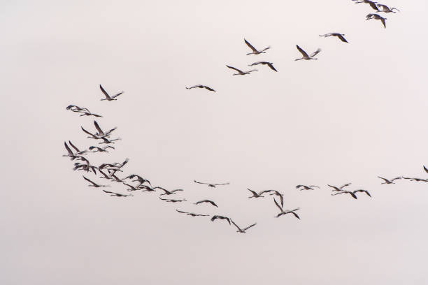 istock Flying cranes flock against blue sky 1886300707