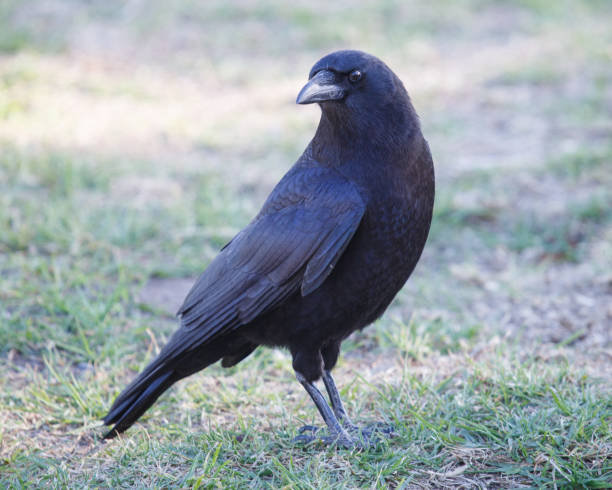 istock An American Crow Standing on the Grass 1886302490