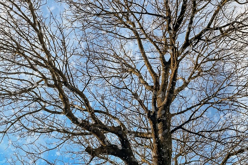 Bare branches of a tree against the blue sky in winter.Snow falling on the bare branches of a tree against a blue sky.