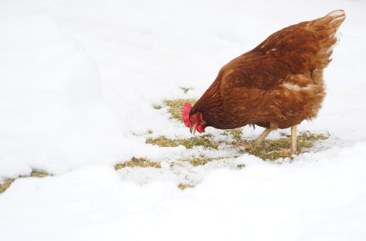 cage free chicken in the snow