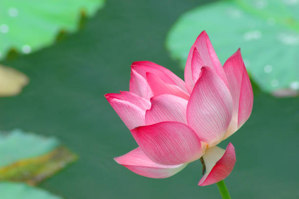 istock close up on lotus flower with green leaves 1886314786