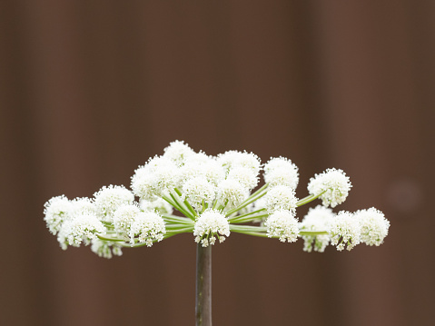 Close up of a poison hemlock flower with an umbrella of flowerettes against a brown background. Photographed with a shallow depth of field.