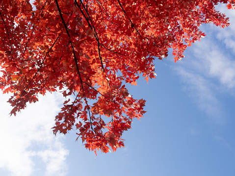 Maple tree with red leaves in autumn photographed from below with blue sky in the background.