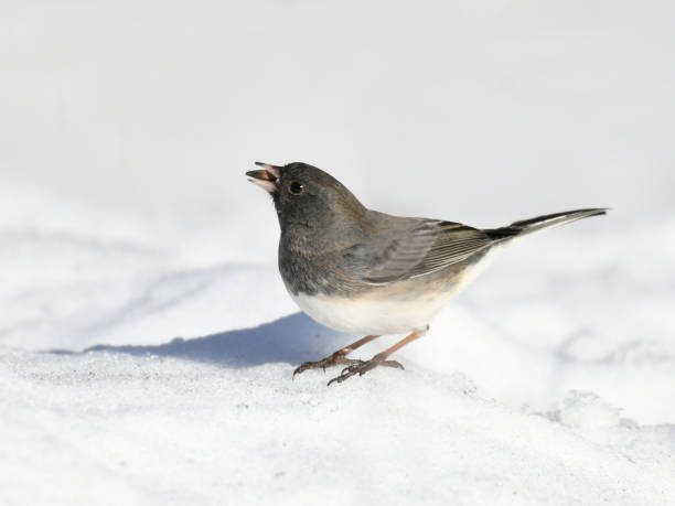 istock black eyed junco standing on snow ground 1886318867