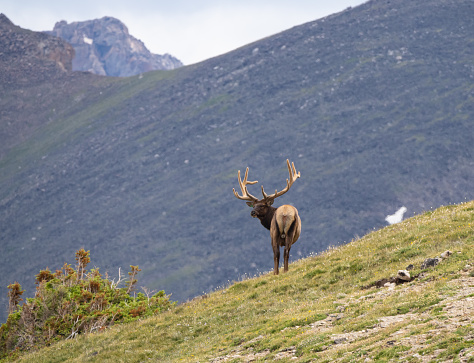 Single bull elk standing on a hillside looking back at the camera in Rocky Mountain National Park in Colorado.