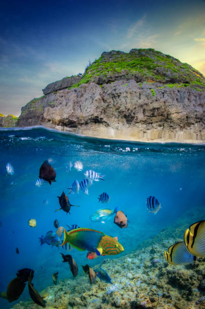 istock Tropical fish on coral reef under over 1886367096