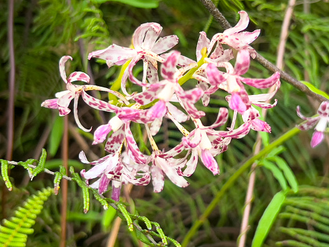Horizontal extreme closeup photo of a native species uncultivated pink and white flowering orchid plant growing among ferns in coastal scrub forest in Summer. Ulladulla, south coast NSW.