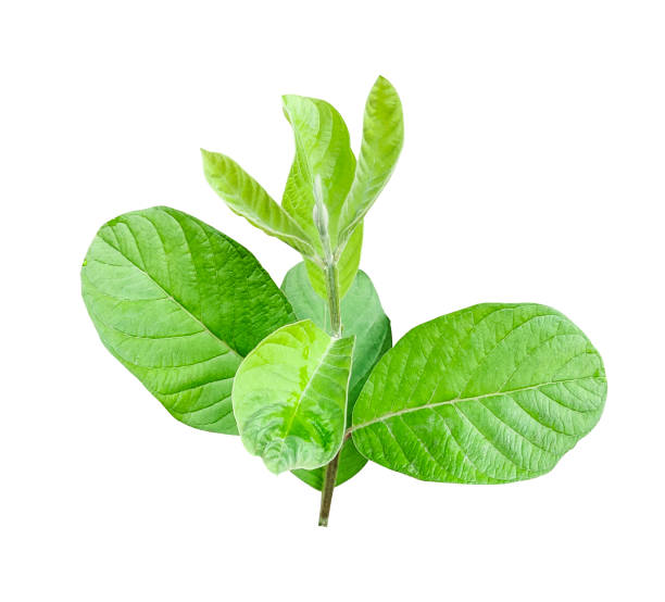 istock a green guava leaf on a white background, tree leaf branch close photo 1886450366