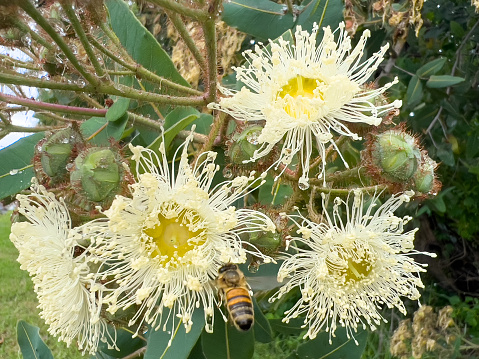Horizontal extreme closeup photo of cream coloured flowers, buds and green leaves growing on a Eucalyptus tree in a garden. Mollymook, south coast NSW in Summer.