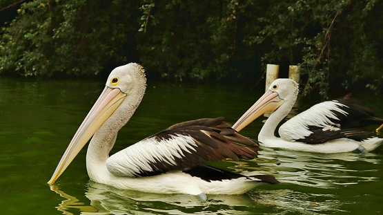 Pelicans are a type of water bird whose feathers are black and white, are part of the Pelecanidae bird family or bird species. Their habitat likes areas in fresh and salt water, lakes and rivers