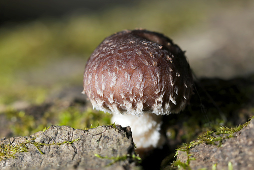 Baby shiitake mushroom bud (primordium) that begian umbrellaan umbrella (Natural+flash light, macro close-up photography)