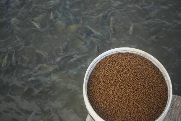A beautiful closeup of catfish, or Siluriformes, eating puffed rice floating on the water's surface
