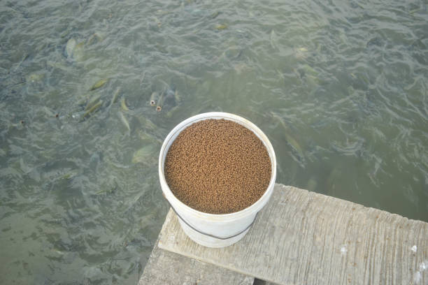 close up floating fish feed pellet in bucket with tilapia fish swiming in pond background on aquaculture farm