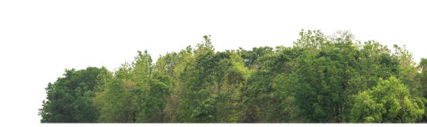 istock Green trees isolated on white background. are Forest and foliage in summer for both printing and web 1886509542