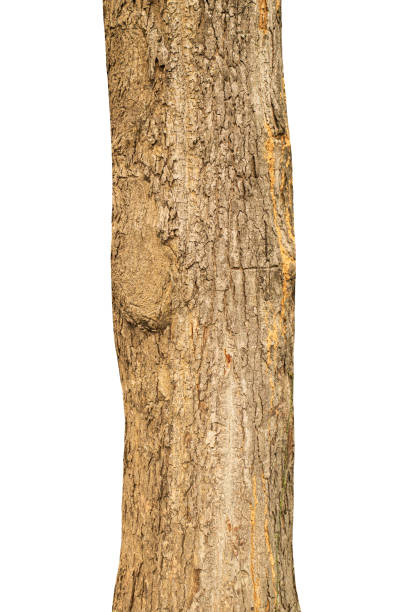 istock Trunk of a tree Isolated On White Background. 1886511598